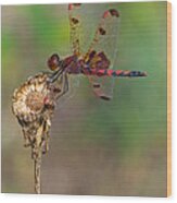 Calico Pennant On Dried Flower Wood Print