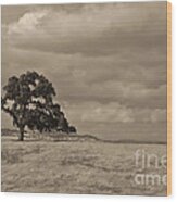 California Oak In Sepia Wood Print