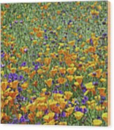 California Poppies And Desert Blubells Wood Print