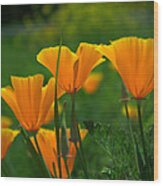 California Poppies Wood Print