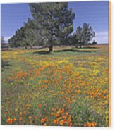 California Poppy And Eriophyllum Wood Print