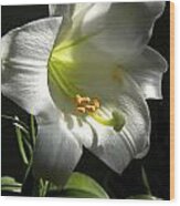 Easter Lily Alone Wood Print