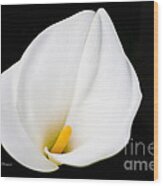 Calla Lily Flower Face Wood Print