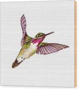 Calliope Hummingbird Wood Print
