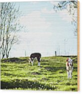 Calves On Field In Spring Wood Print