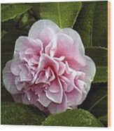 Camellia In Rain Wood Print