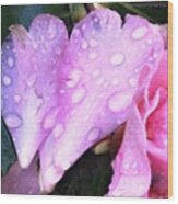 Camellia Petal With Raindrops Wood Print