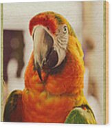 Camelot Macaw Wood Print