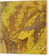 Camouflaged Tent Caterpillar Moth Wood Print