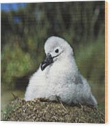 Campbell Albatross Young Chick Campbell Wood Print