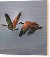 Canada Geese In Flight Wood Print