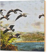 Canadian Geese In Flight Wood Print