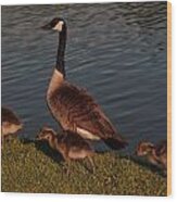 Canadian Goose And Gosling Wood Print