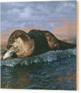 Canadian Otter Wood Print