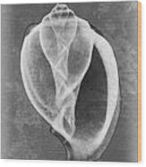 Canarium Sea Shell X-ray Art Wood Print