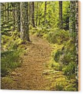 Carbisdale Path Scotland Wood Print