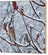 Cardinal In The Snow Wood Print