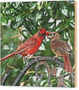 Cardinal Gift Of Love Photo Wood Print