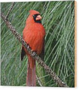 Cardinal In A Pine Tree Wood Print