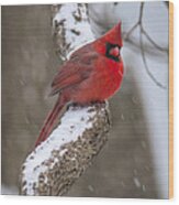 Cardinal In The Snow Wood Print