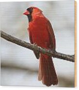 Cardinal On Branch Wood Print