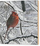 Cardinal On Ice Wood Print