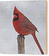 Cardinal Perching Wood Print