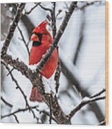 Cardinal Snow Scene Wood Print