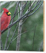 Cardinal West Wood Print