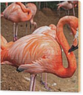 Caribbean Flamingo Wood Print