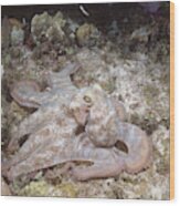Caribbean Reef Octopus Wood Print
