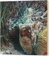 Caribbean Reef Octopus Next To Green Anemone Wood Print