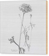 Carlsbad Ranunculus Wood Print