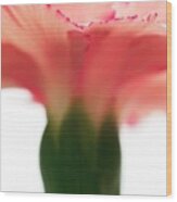 Carnation (dianthus Sp.) Wood Print