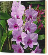 Cascading Lilac Orchids Wood Print