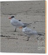 Caspian Tern Young And Adult Wood Print