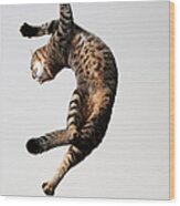 Cat Which Jump And Twisted His Body Wood Print