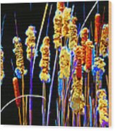 Cattail Colors Wood Print