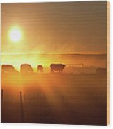 Cattle Silhouette On An Alberta Ranch Wood Print