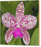 Cattleya Caudebec, Carmela Orchid Wood Print