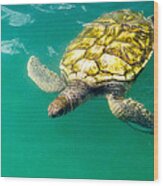 Cayman Island Sea Turtle Wood Print