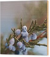 Cedar Berries Wood Print