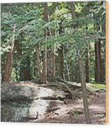 Cedar Forest View Wood Print