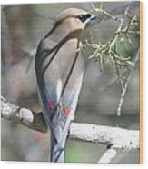 Cedar Waxwing Wood Print