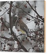 Cedar Waxwing In Snow Wood Print