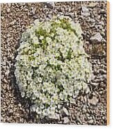 Cerastium Uniflorum Wood Print