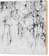 Cerebral Cortex Nerve Cells Wood Print