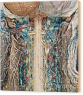 Cervical Spinal Cord, Posterior View Wood Print