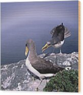 Chatham Albatross Pair On Cliff Chatham Wood Print