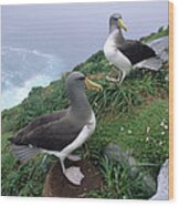 Chatham Albatrosses Nesting On A Cliff Wood Print